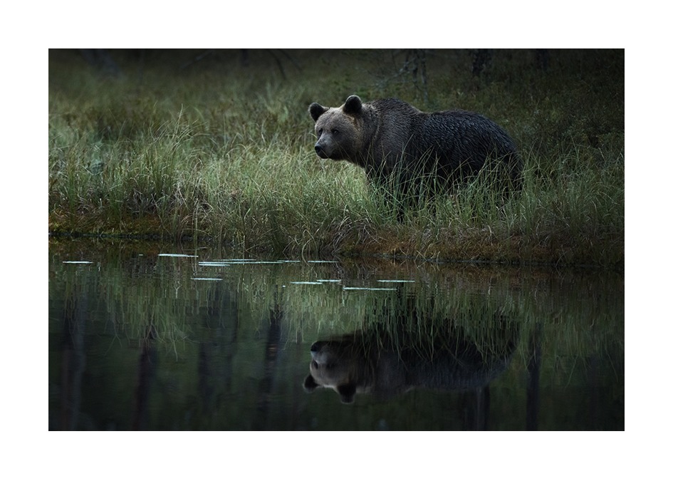 Björn vid sjön, Naturfoto