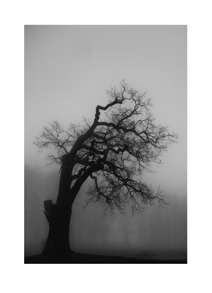 träd i dimman, Naturfoto