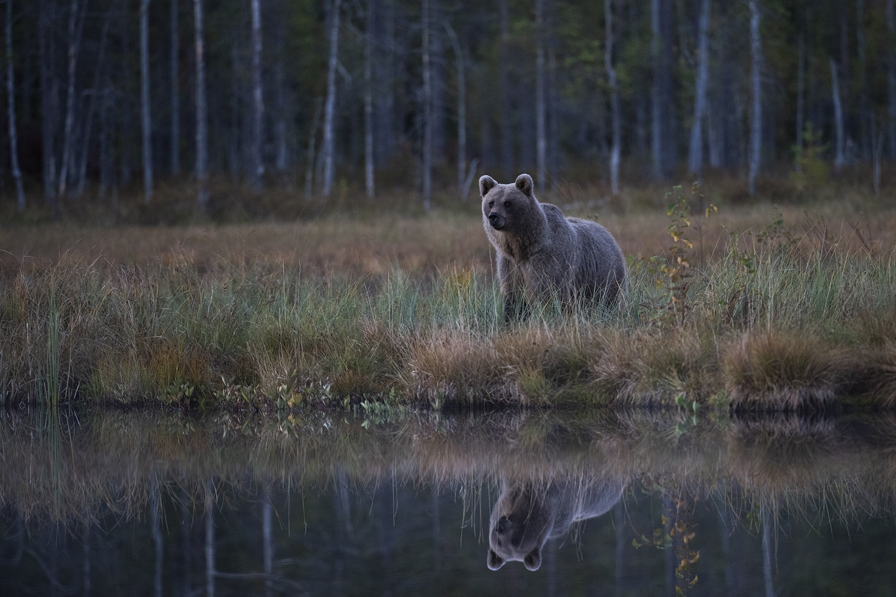 Björn, Naturfoto