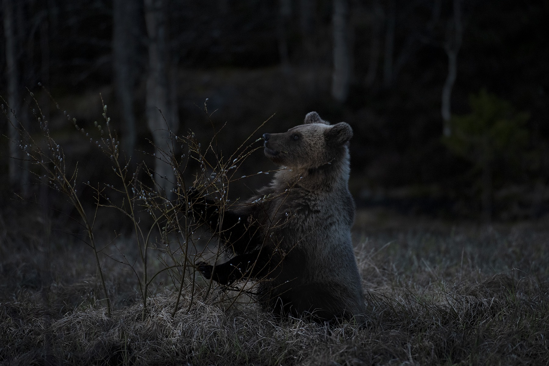 Björn, Naturfoto