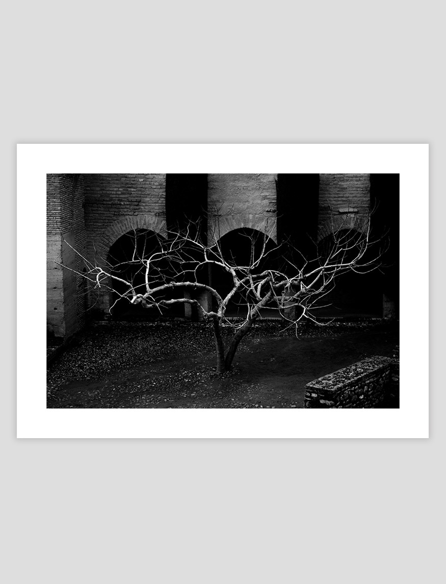 Träd inom murarna, Naturfoto