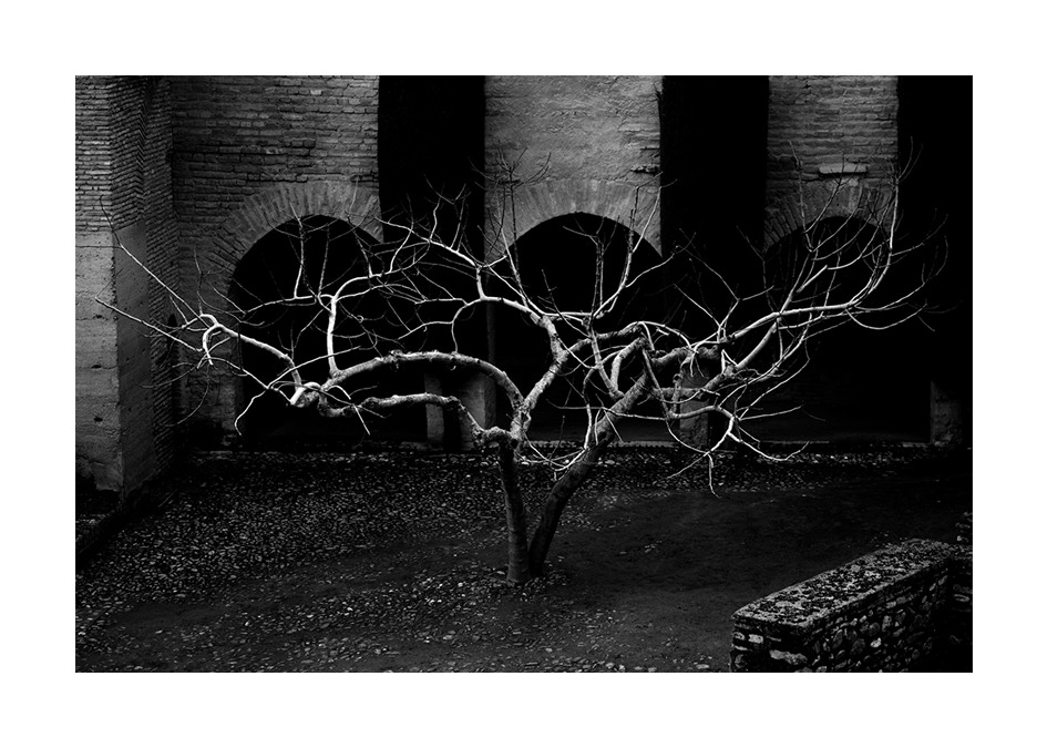 Träd inom murarna, Naturfoto
